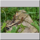 Zootoca vivipara - Waldeidechse 20a OS-Hasbergen Lehmwiese.jpg